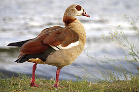 Eine Gans in braunen Farbtönen mit roten Beinen steht auf Gras. Dahinter ist verschwommen Wasser erkennbar.