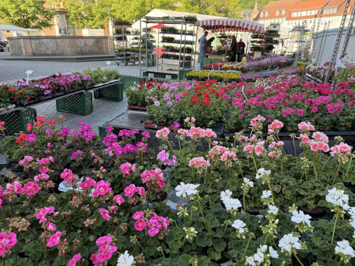 Blumen in rosa und weiß auf einem Platz; im Hintergrund ein Verkaufsstand mit Menschen