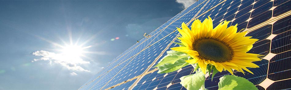 Sonnenblume vor Photovaltaik-Element