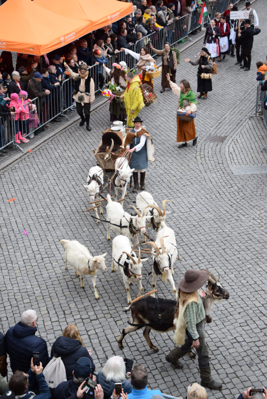 Ein Ziegengespann mit verkleideten Menschen